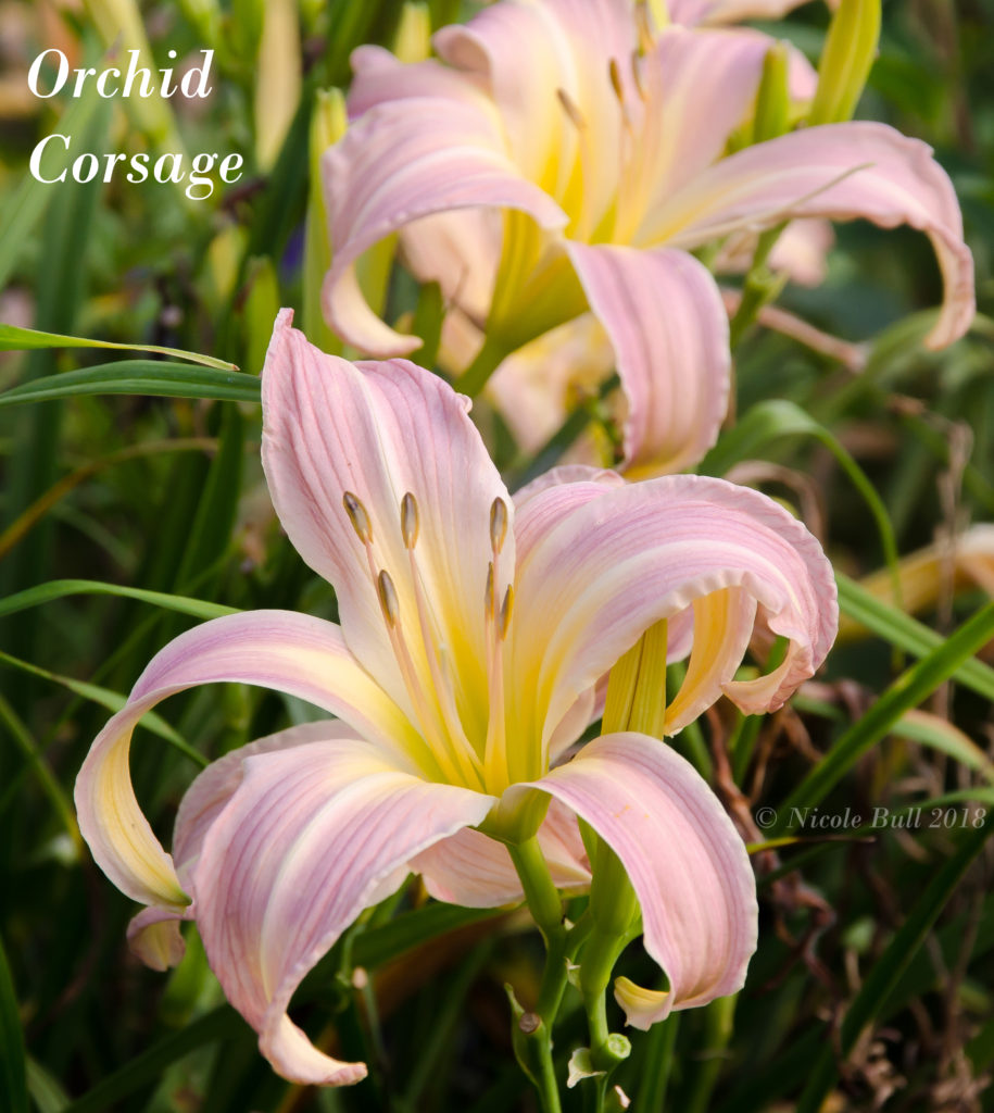 Daylily Orchid Corsage Bluebird Springs Farm