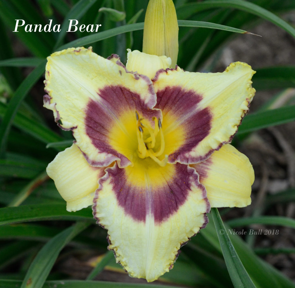 Daylily Panda Bear Bluebird Springs Farm