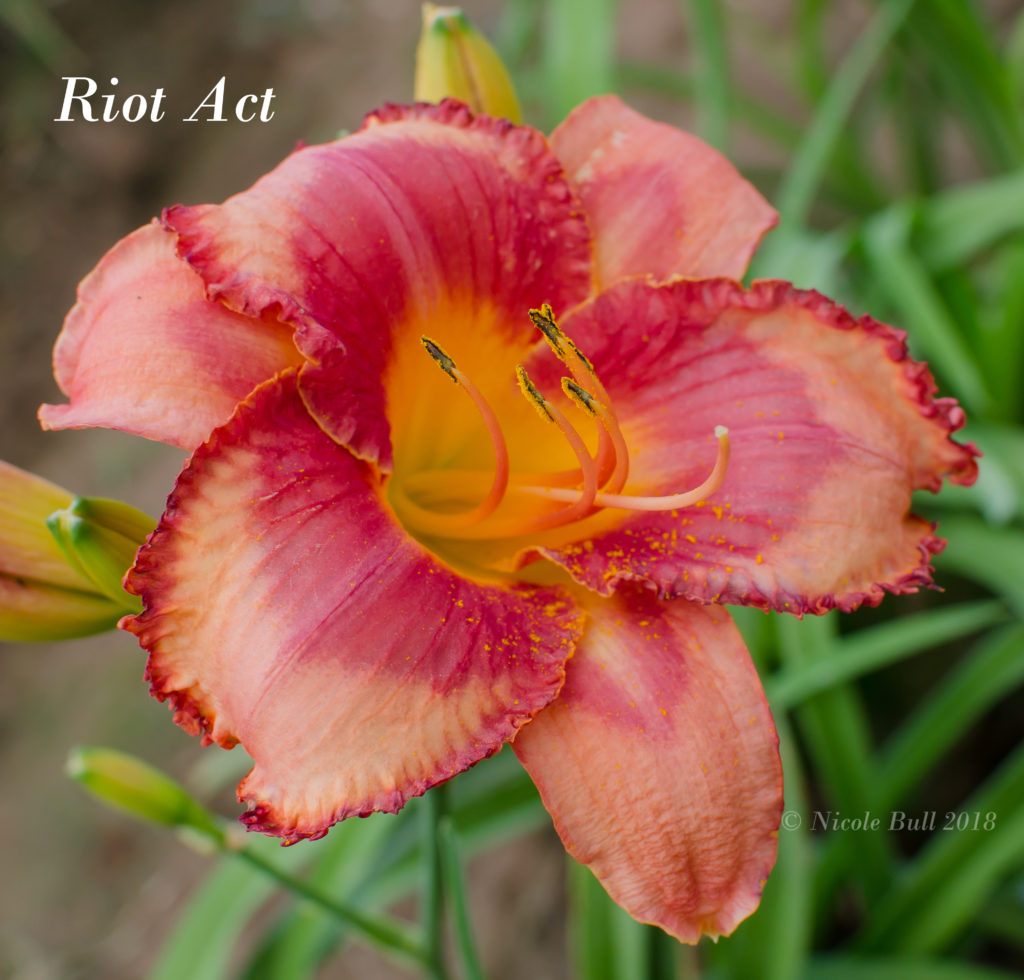 Daylily Riot Act Bluebird Springs Farm