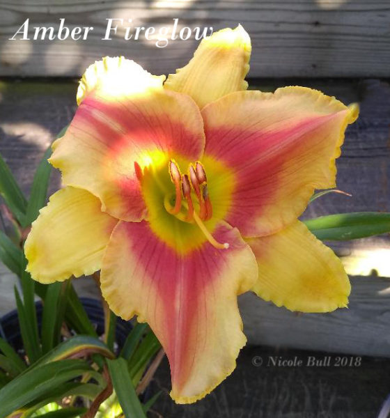 Amber Fireglow