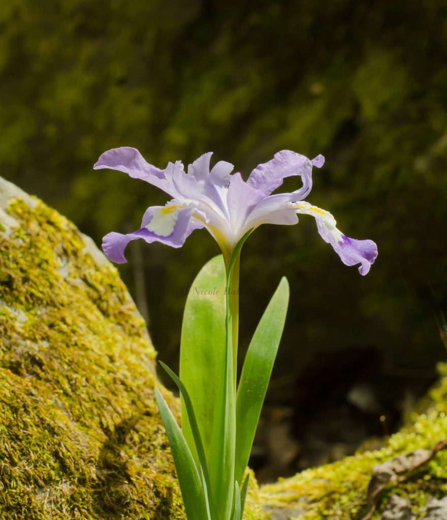 Crested Dwarf Iris (Iris cristata)