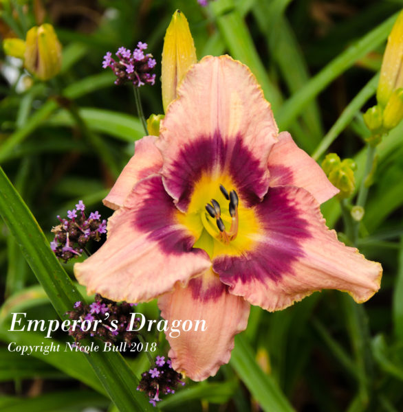 Emperor’s Dragon