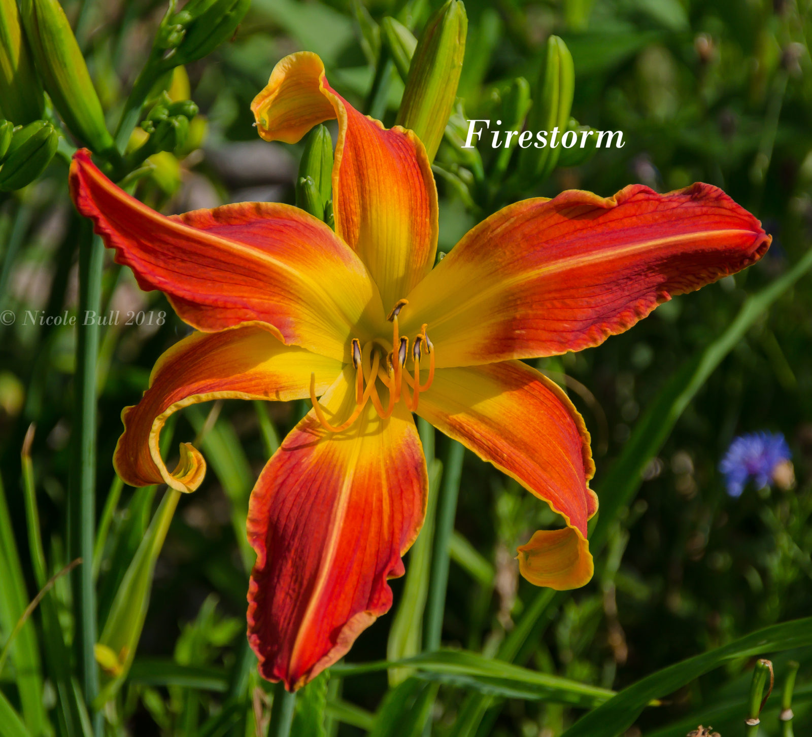 Spiders/Unusual Form (UFO) - Bluebird Springs Farm