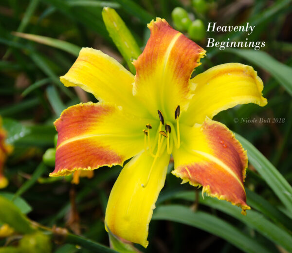 Heavenly Beginnings