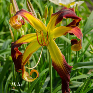 Bluebird Springs Farm Daylily Helix