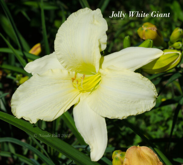 Jolly White Giant