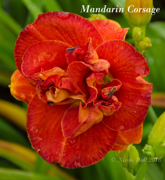 Mandarin Corsage