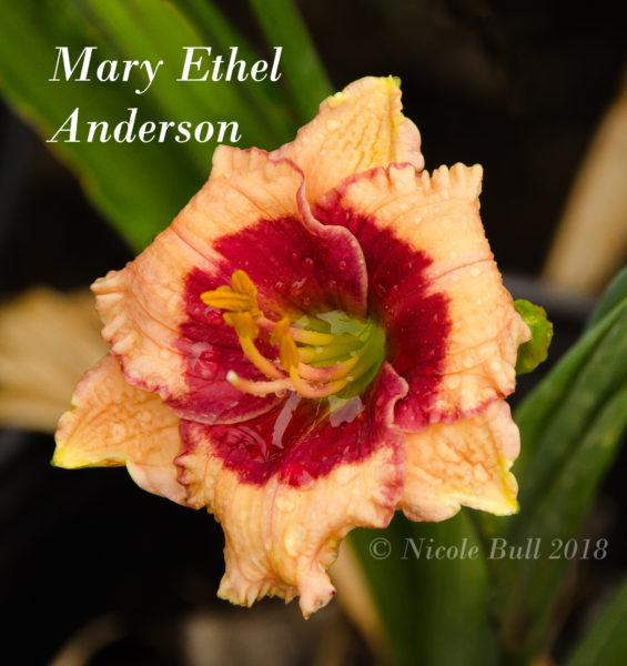 Mary Ethel Anderson