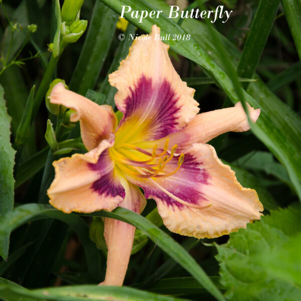 Paper Butterfly