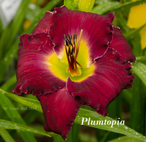 Plumtopia