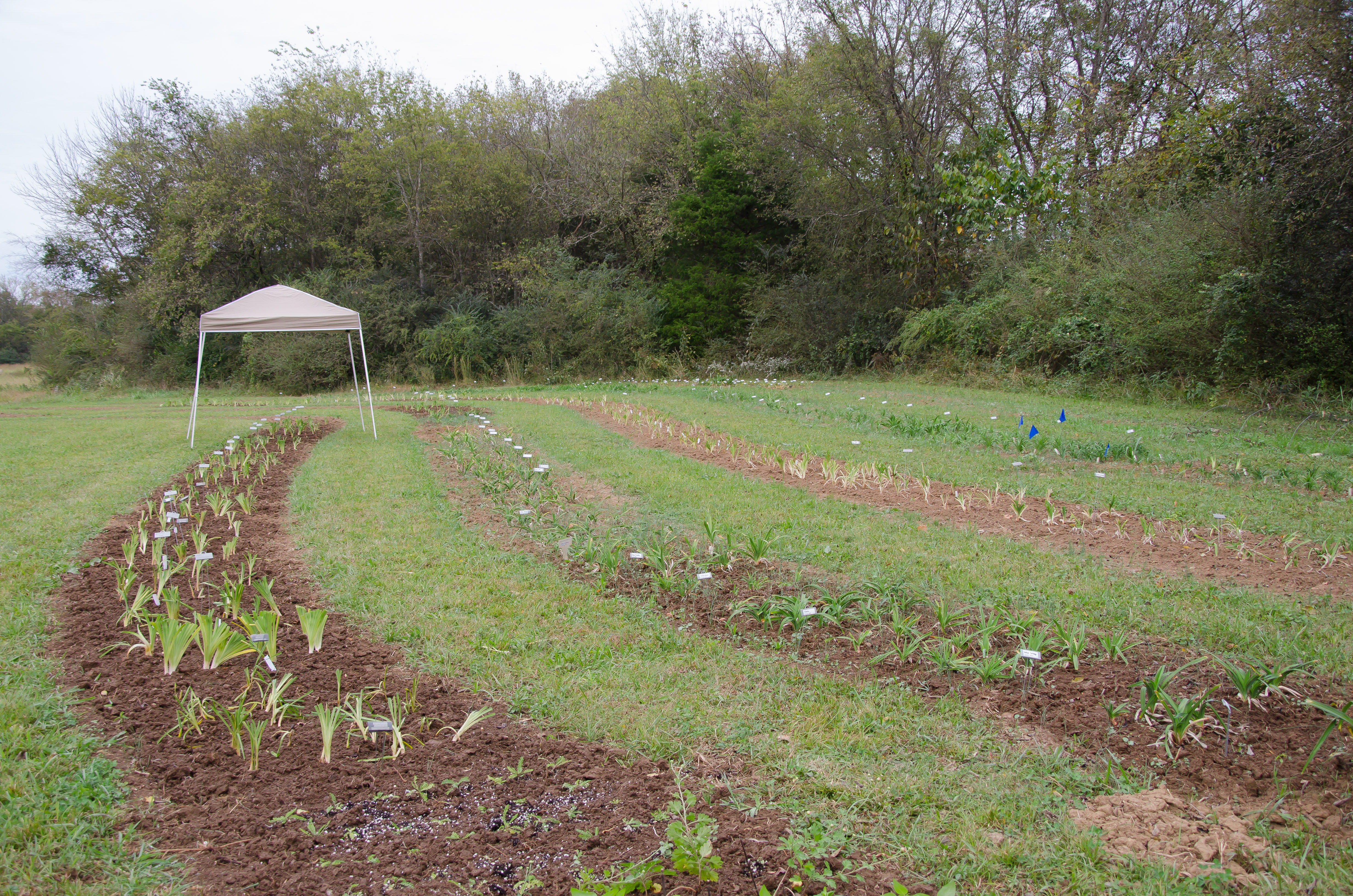 lined out beds oct 2017