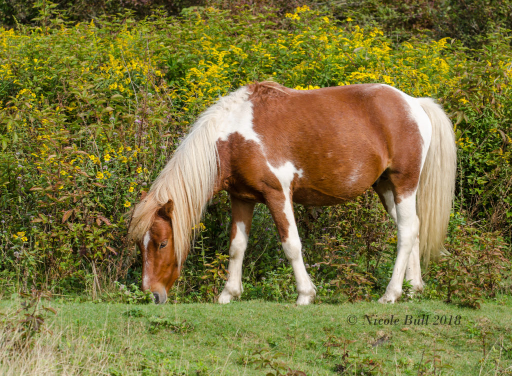 Feral ponies of Grayson Highlands