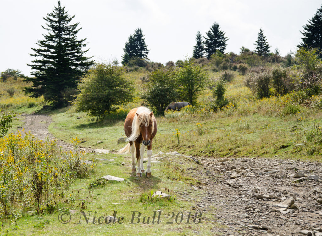 This mare headed our way as we stopped to take pictures