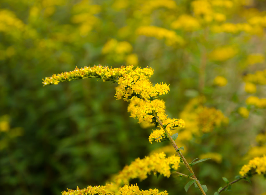 Goldenrod (Solidago altissima)