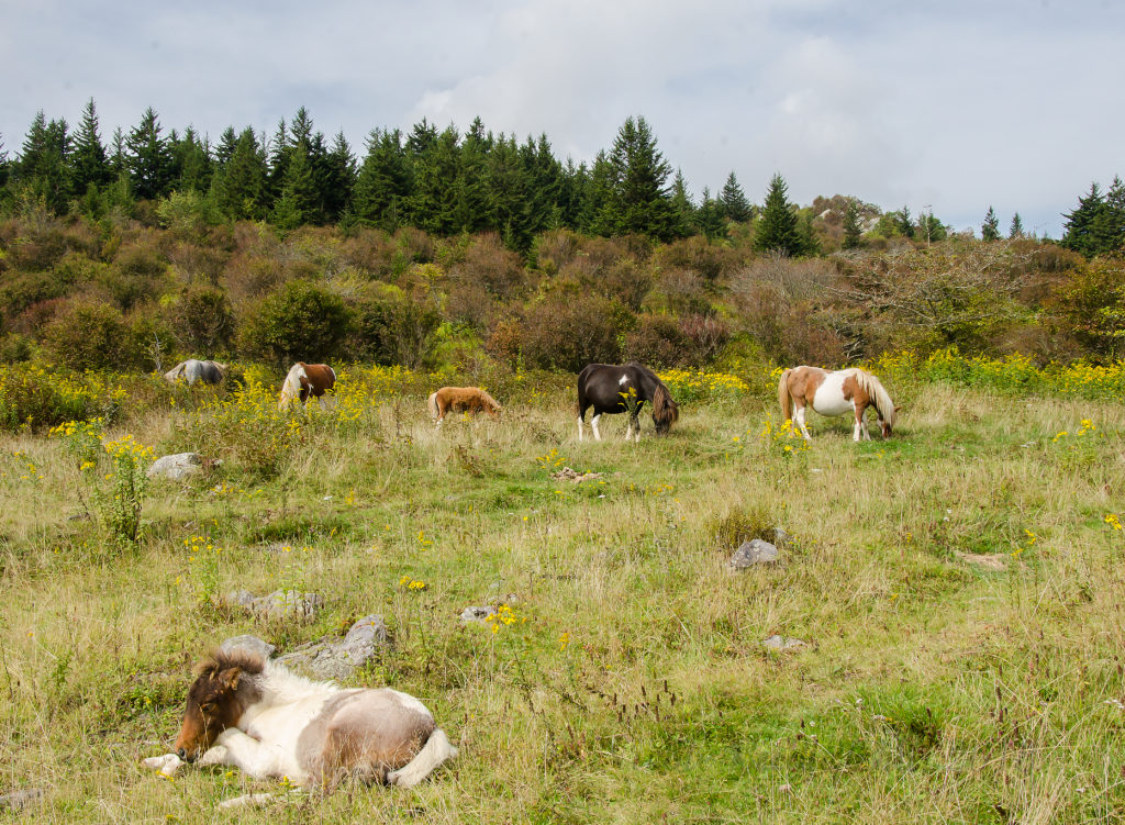 The herd on Grayson Highlands