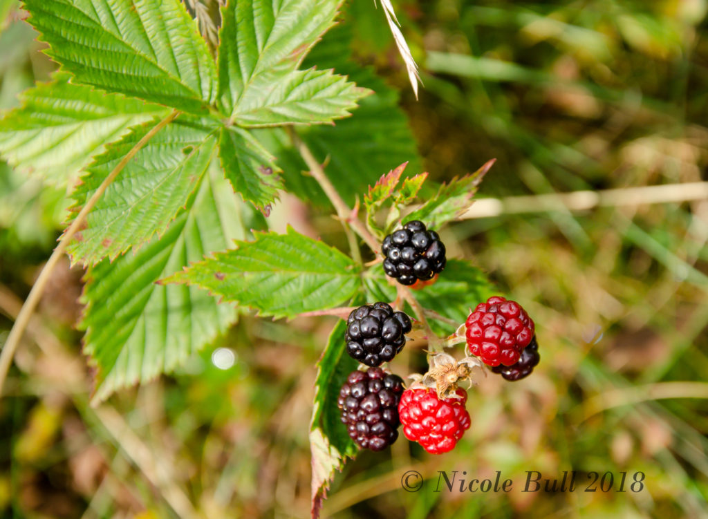 Blackberries (Rubus)