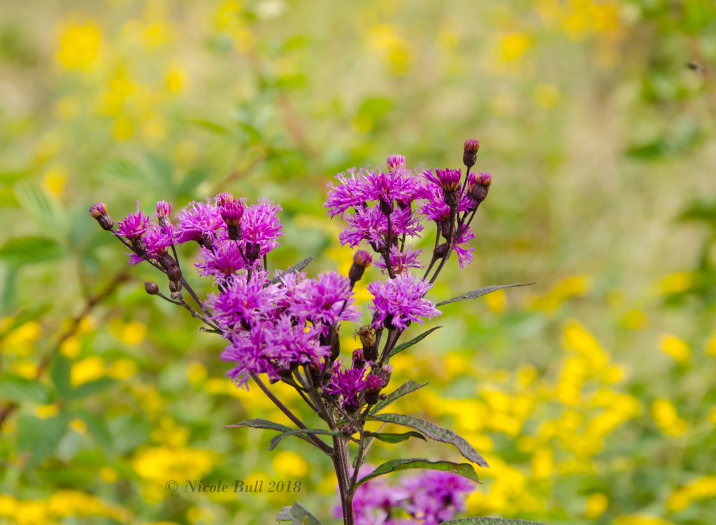 Ironweed (Vernonia gigantea)