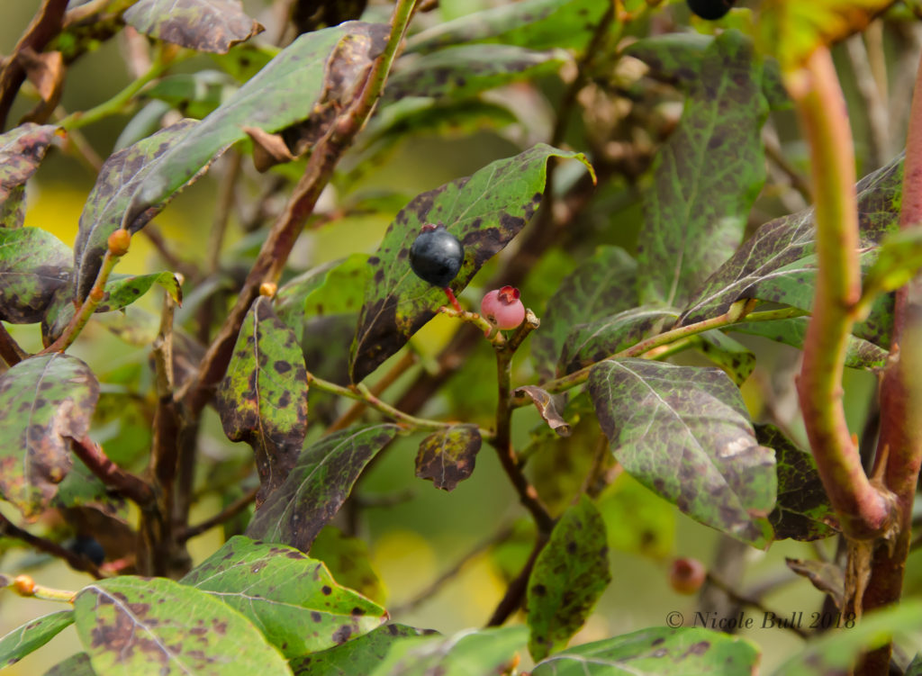 High Bush Blueberries (Vaccinium elliottii)