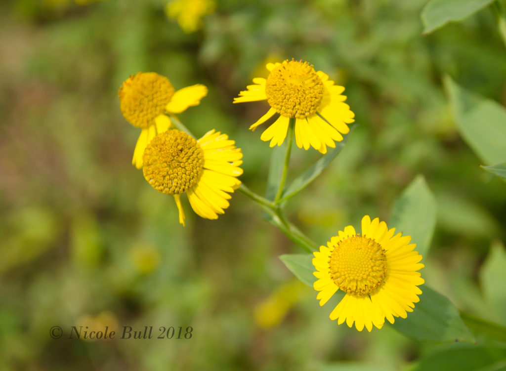 Sneezeweed (Helenium autumnale)