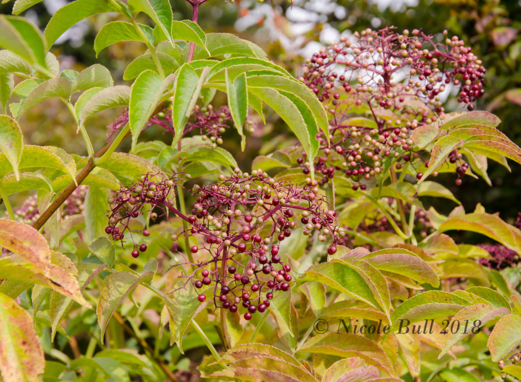 Elderberries (Sambucus canadensis)