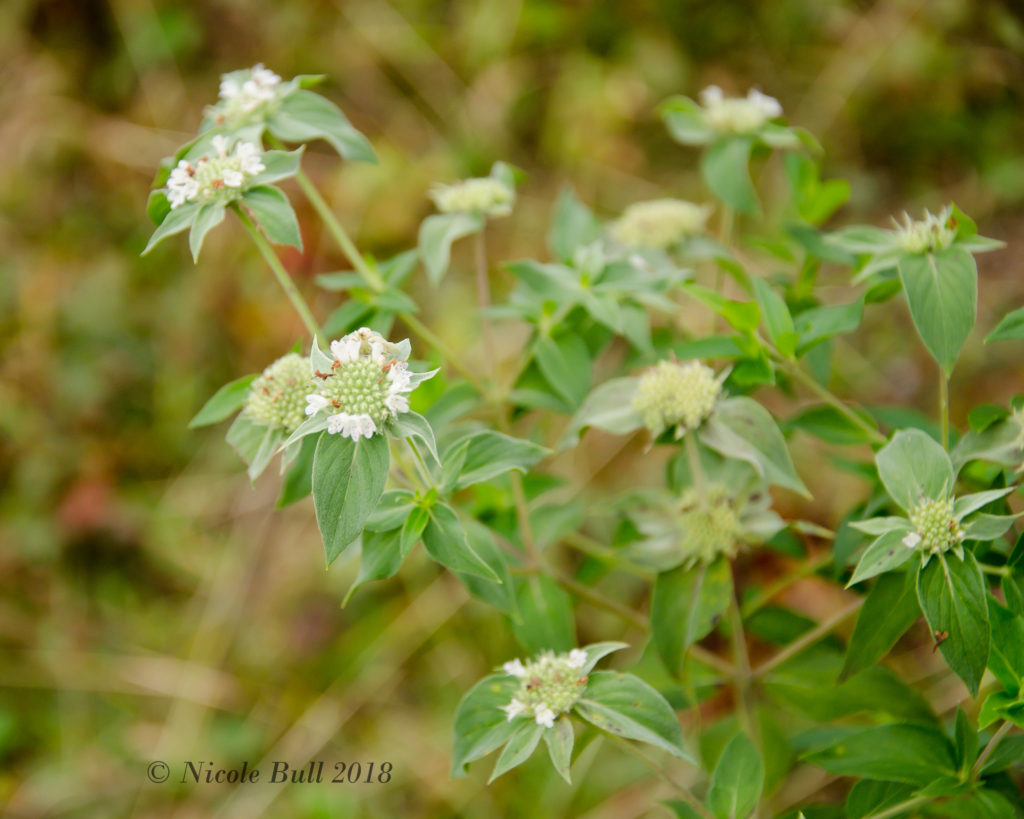 Mountain Mint (Pycnanthemum incanum)