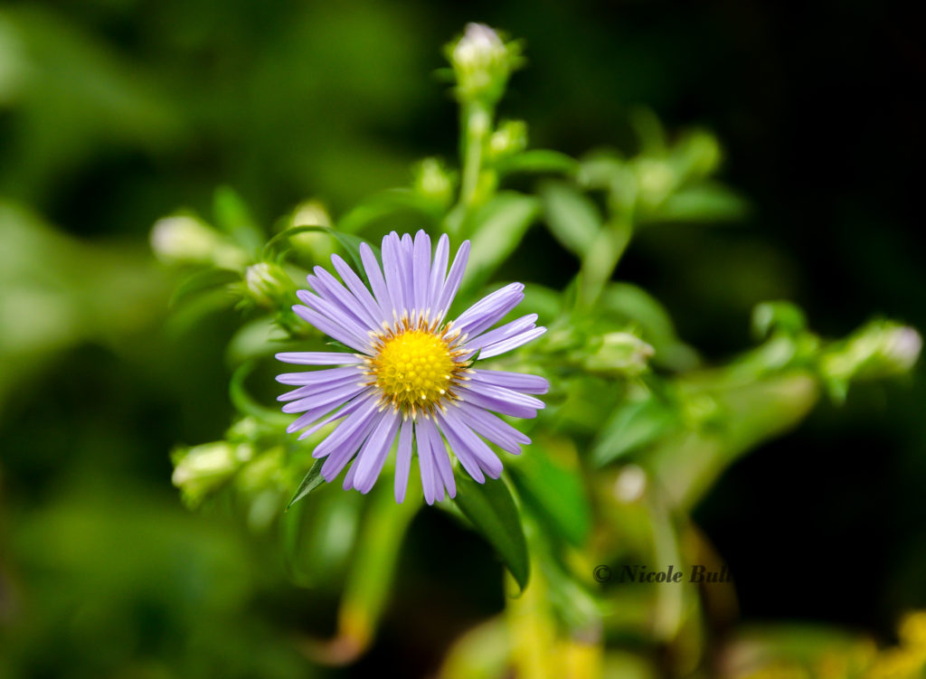 Late Purple Aster (Symphyotrichum patens)