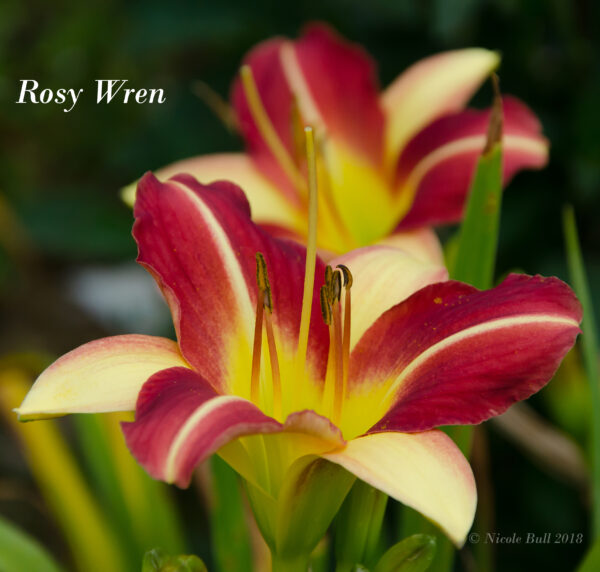 Rosy Wren