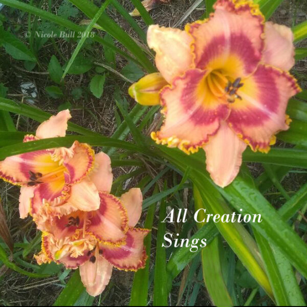 All Creation Sings