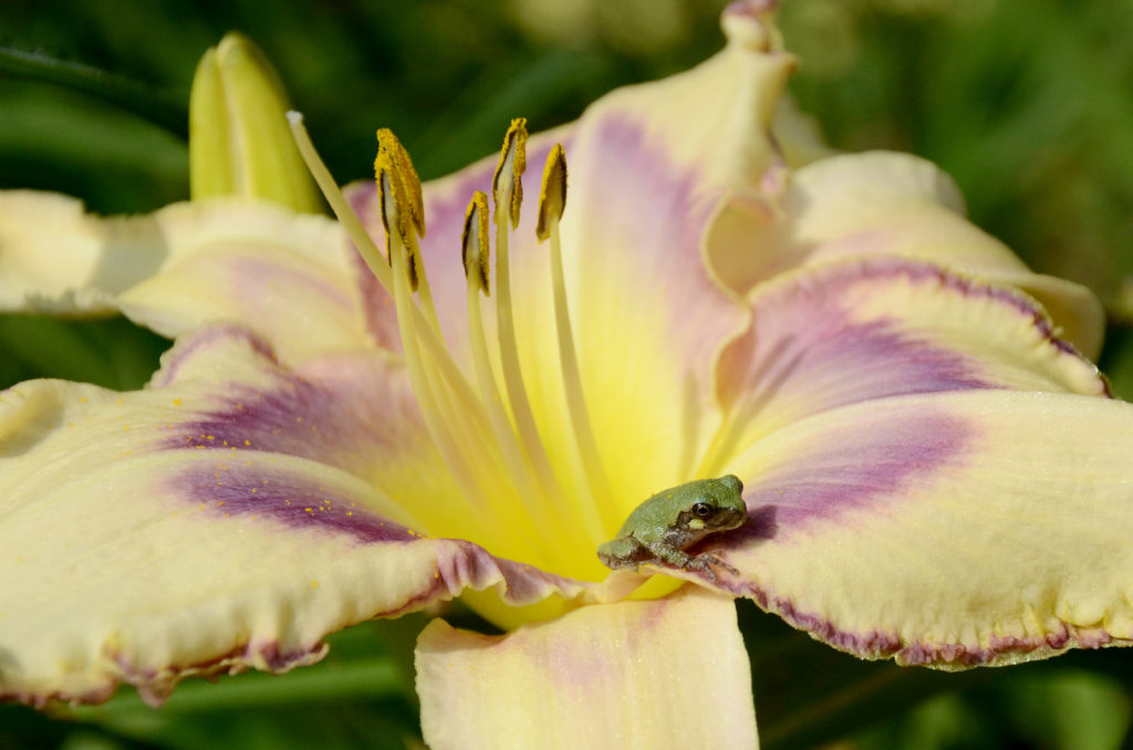 Frog in daylily 'Destined To See'