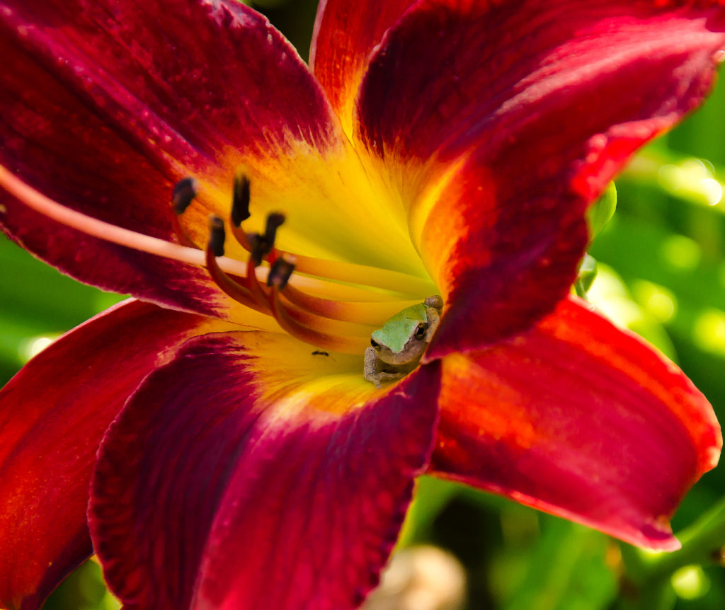 Frog in Daylily 'Red Volunteer'