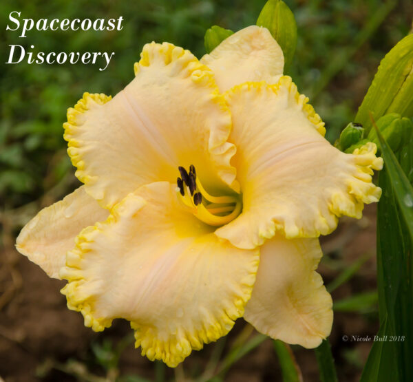 Spacecoast Discovery