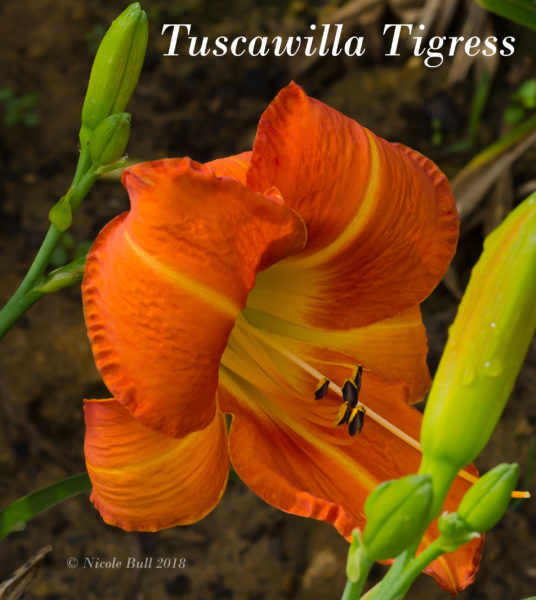 Tuscawilla Tigress