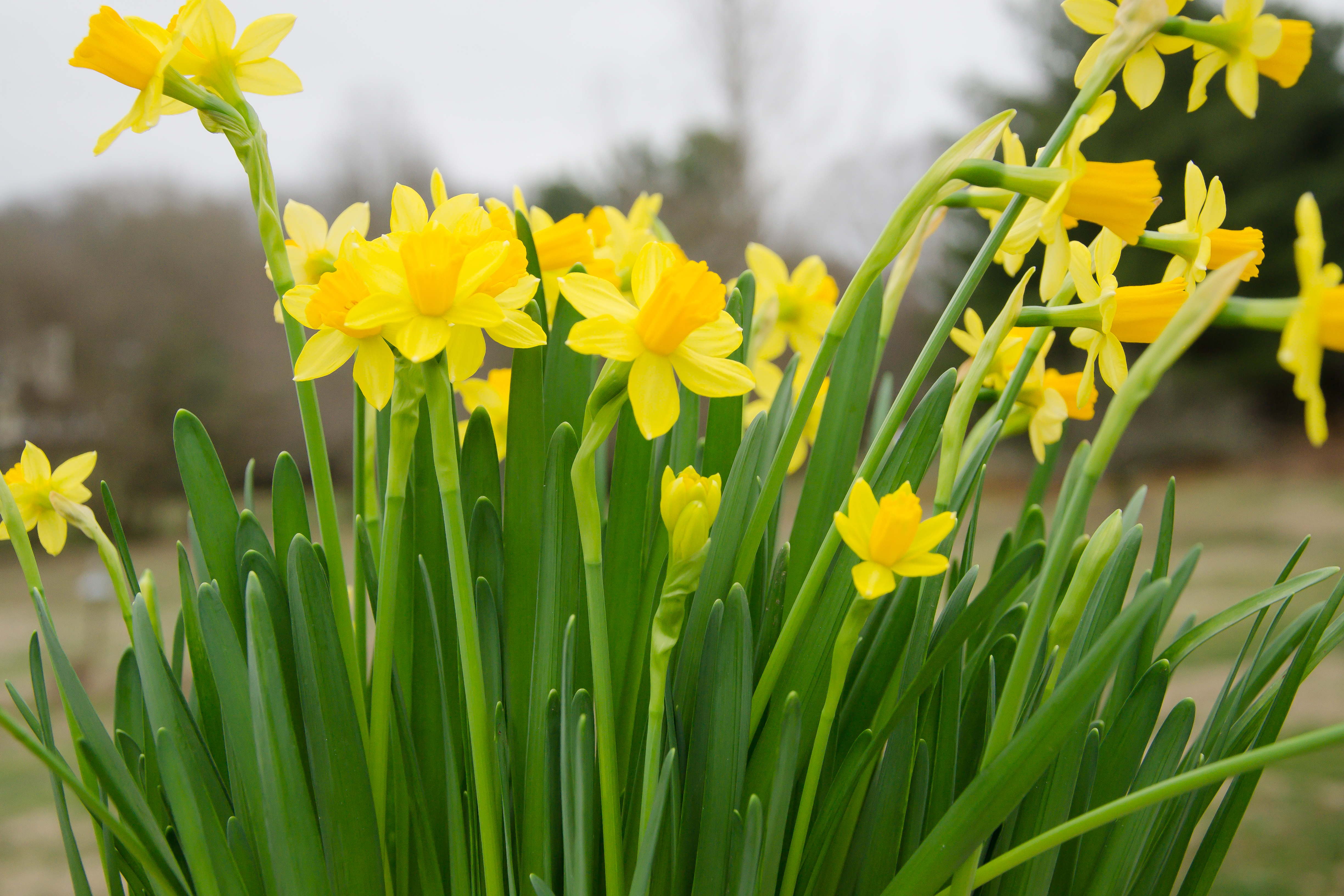 Mini Daffodils