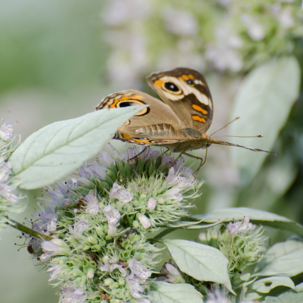 Buckeye butterfly, Mountain mint, cut flowers, pollinators