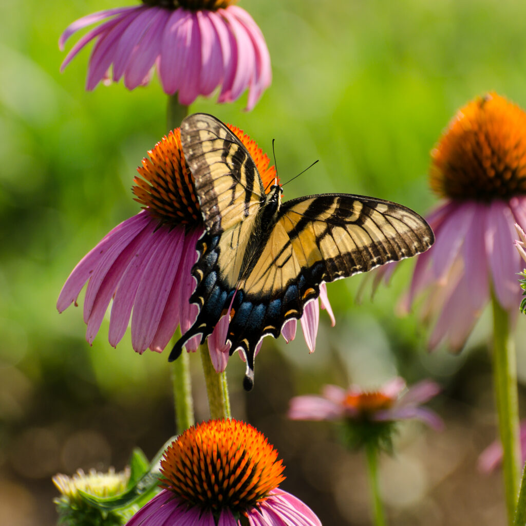 Tiger Swallowtail on Coneflowers