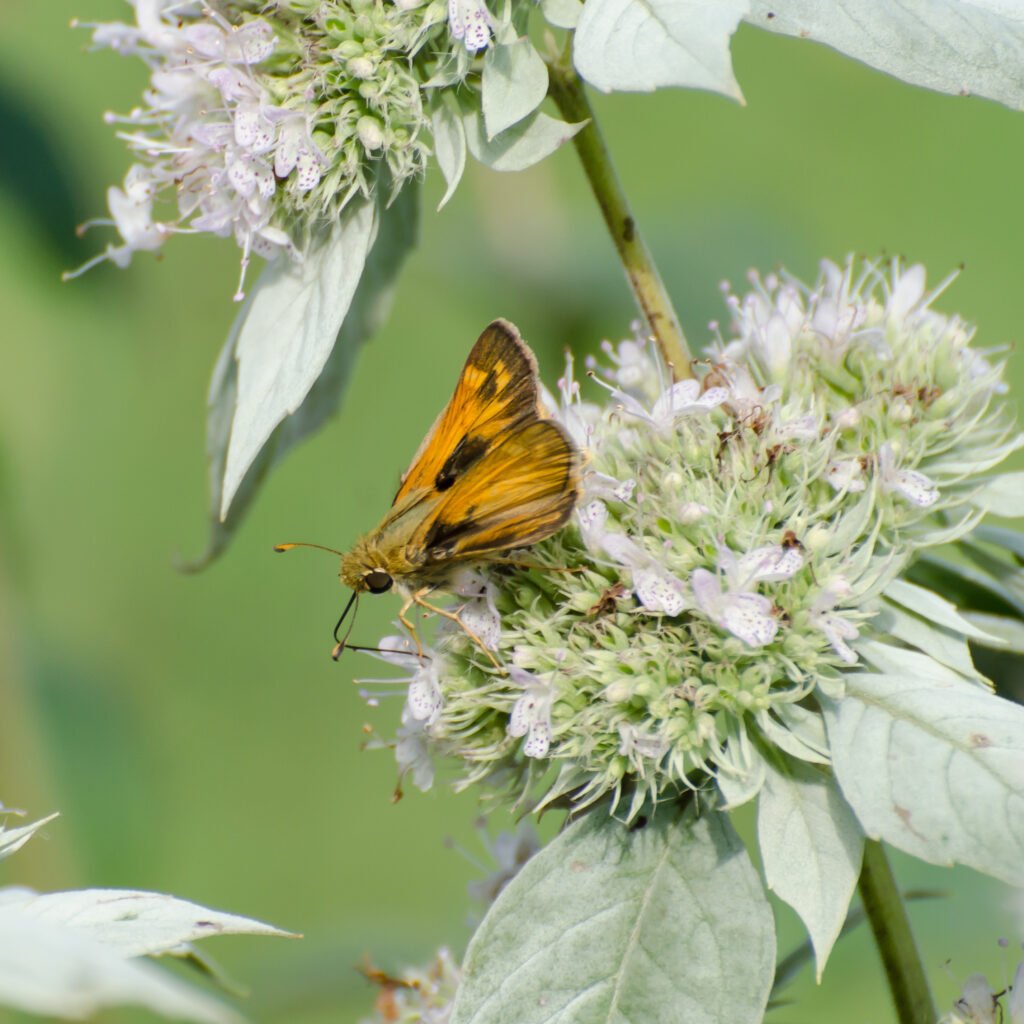 Skipper butterfly