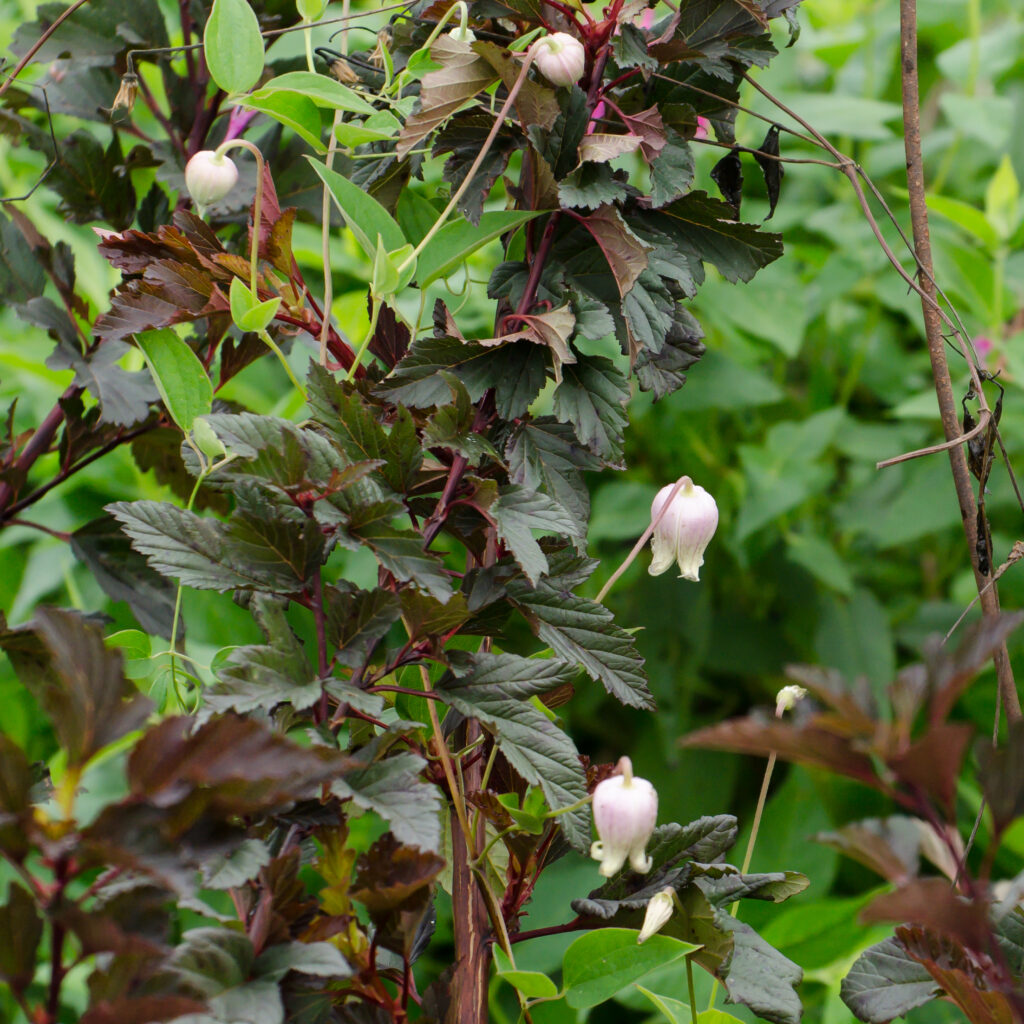 Clematis on Ninebark Summer wine