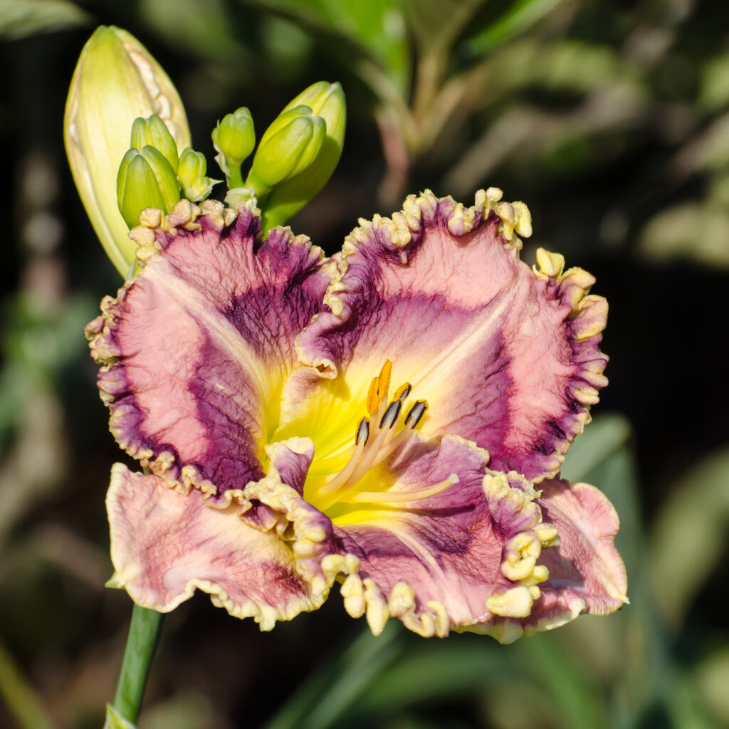 Daylily 'Hidden Music'