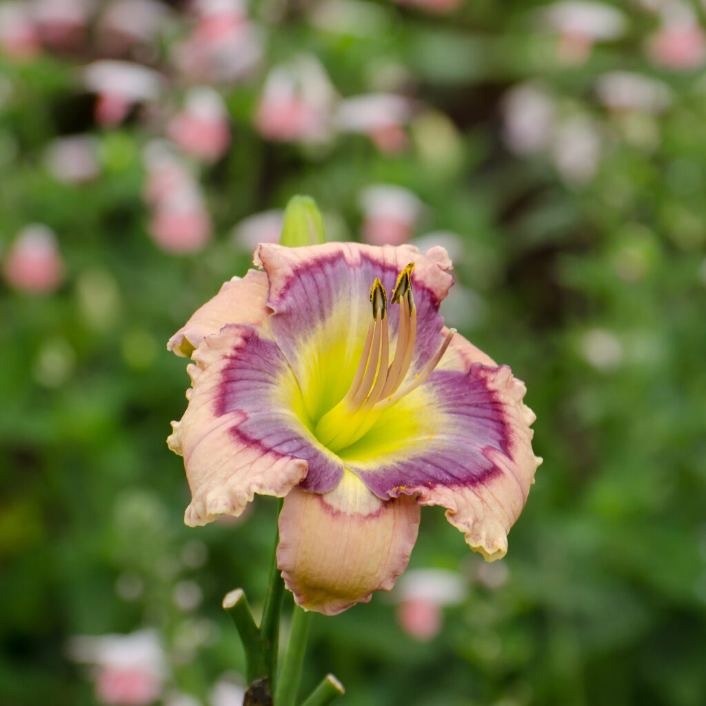 Daylily 'Mississippi Blues'