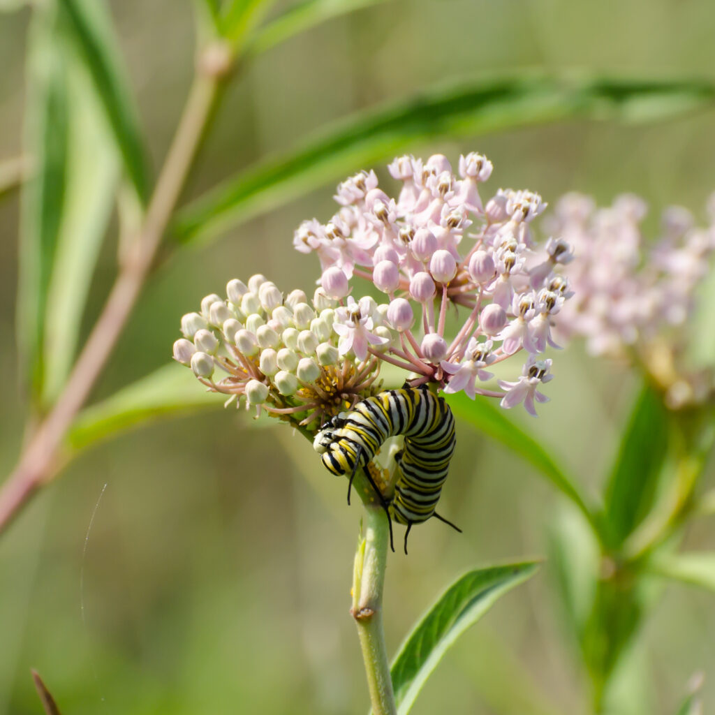 Monarch caterpillar on swamp milkweed