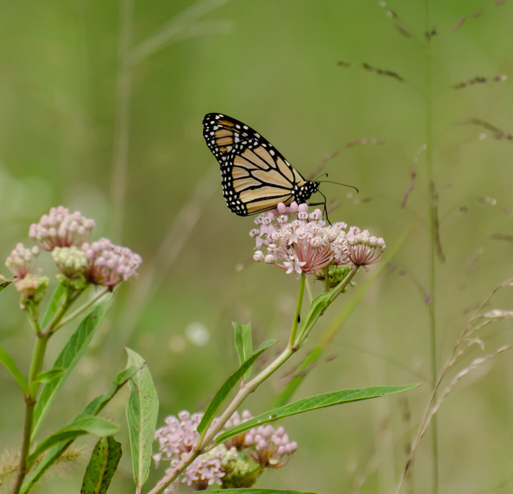 Monarch on Swamp milkweed (Asclepias incarnata)