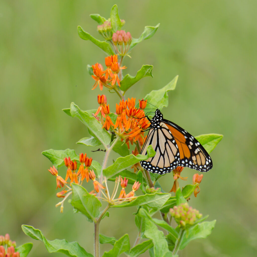 Monarch on Asclepias tuberosa