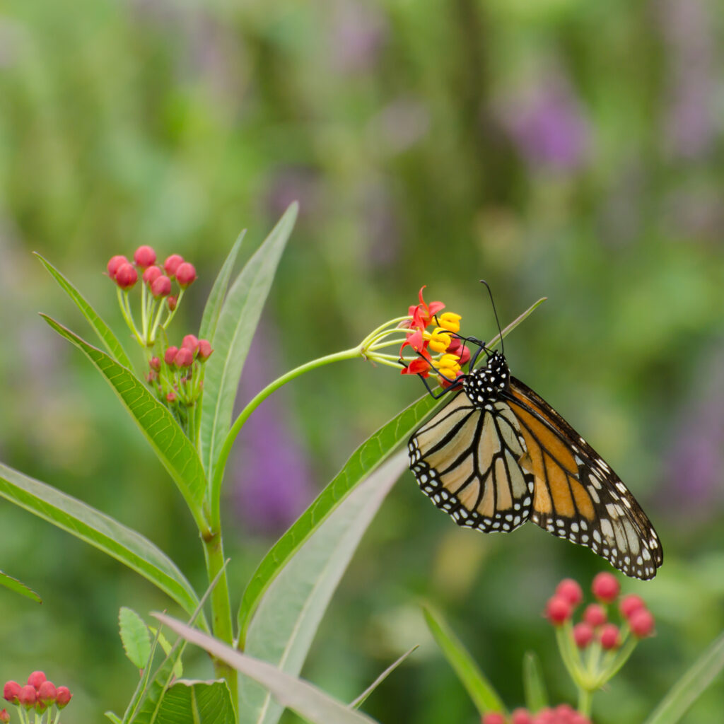 Monarch on tropical milkweed (Asclepias curassavica)