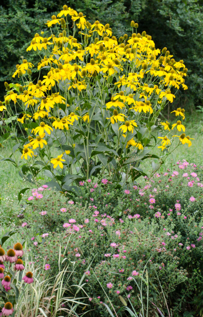 Rudbekia lanciniata withn pink aster