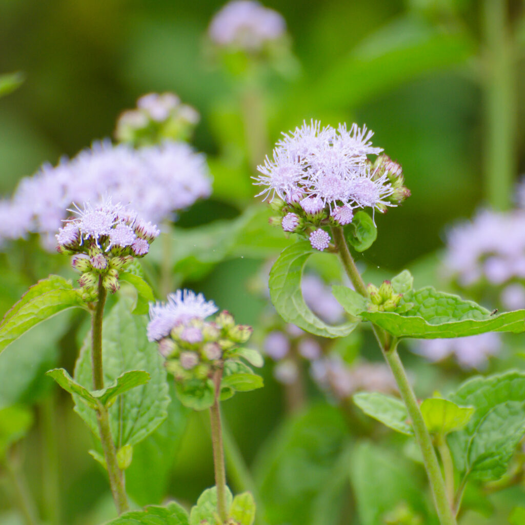 Wild Ageratum (Conoclinium coelestinum)