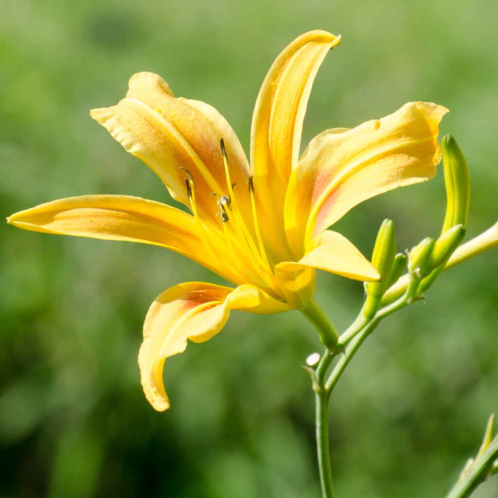 Daylily 'Autumn Minaret'