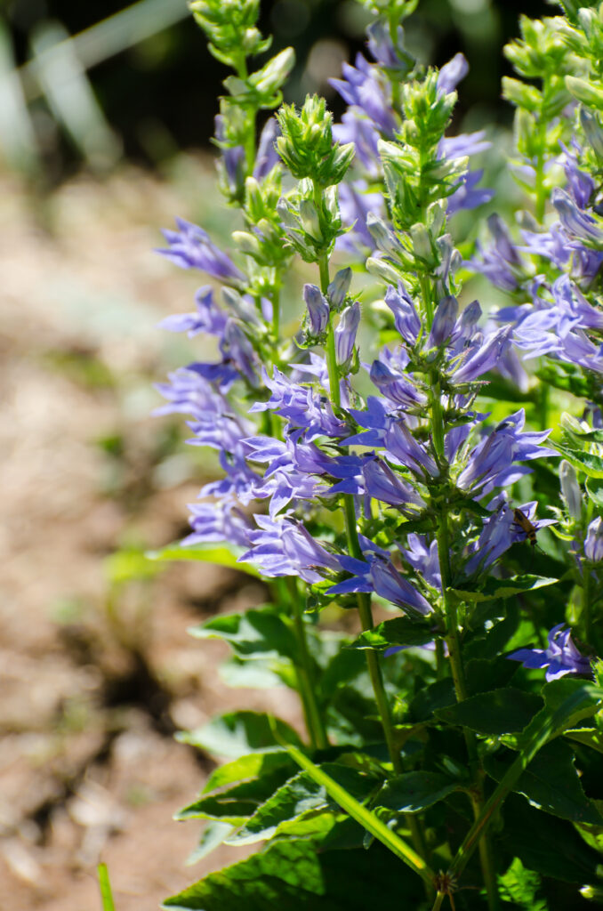 Blue Lobelia (Lobelia siphilitica)