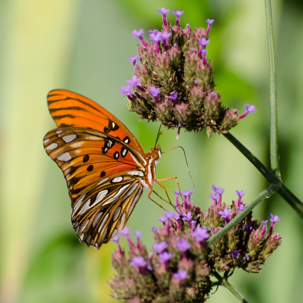 Gulf Fritillary