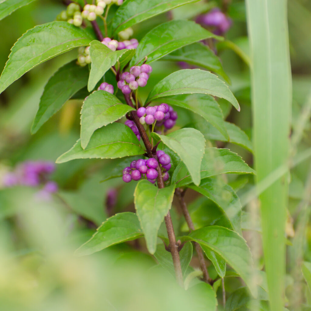 Purple beautyberry (Calicarpa Japonica)