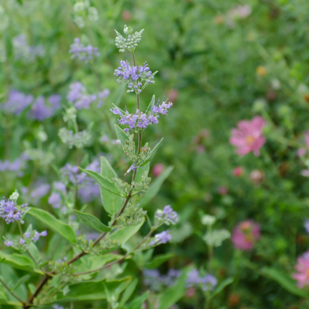 Caryopteris (Caryopteris clandonensis)